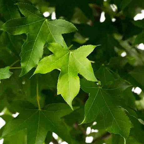 Sweetgum Tree (Liquidambar styraciflua), a tree featuring red, green flowers and deciduous.