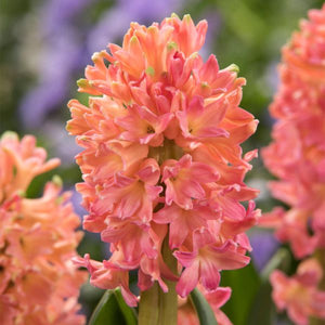 Sweet Invitation Hyacinth - Nature Hills Nursery - 5 Pack Bulbs - 