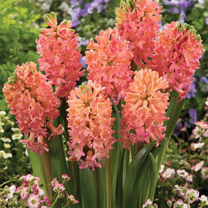 Sweet Invitation Hyacinth - Nature Hills Nursery - 5 Pack Bulbs - 