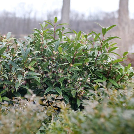 Sweet & Lo™ Sweet Box - Bush - Nature Hills Nursery - 2 Container - 