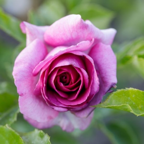 Sweet Madame Blue™ Floribunda Rose - Rose - Nature Hills Nursery - 2 Container - 