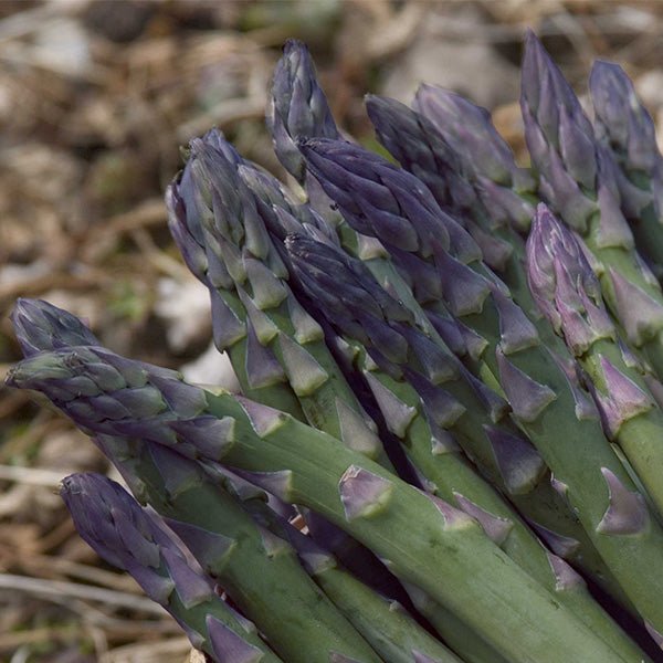 Sweet Purple Asparagus - Nature Hills Nursery - 10 Pack Bareroot - 