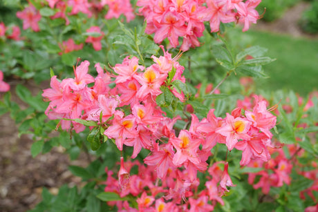 Sweet Reward Pink Azalea shrub, front view