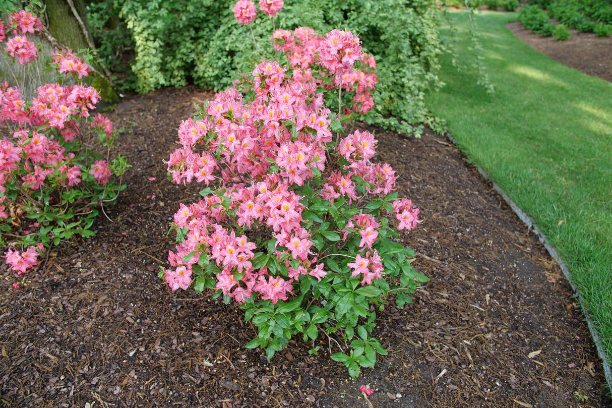 Sweet Reward Pink Azalea shrub, side view
