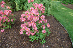 Sweet Reward Pink Azalea shrub, side view