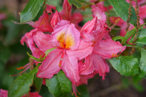 Sweet Reward Pink Azalea shrub, detail view