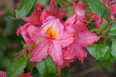 Sweet Reward Pink Azalea shrub, detail view