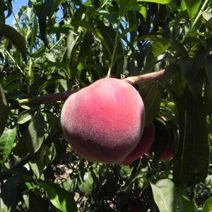 Sweet Sensation Columnar Peach Tree - Nature Hills Nursery - 4 - 5 Feet Bareroot - 
