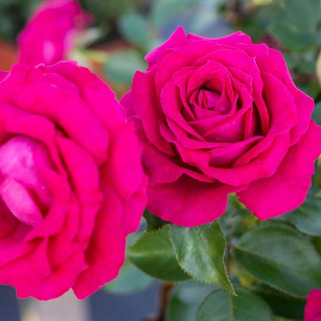 Sweet Spirit™ Grandiflora Tree Rose - Rose - Nature Hills Nursery - 3 Container - 