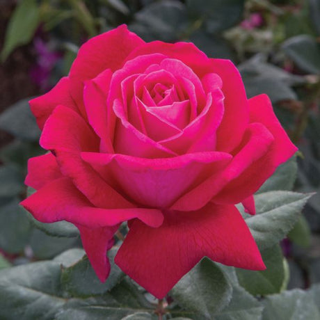 Sweet Spirit™ Grandiflora Tree Rose - Rose - Nature Hills Nursery - 3 Container - 