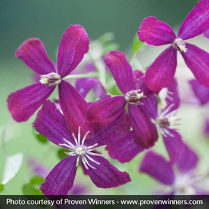 Close-up of purple clematis flowers on Sweet Summer Love Clematis.