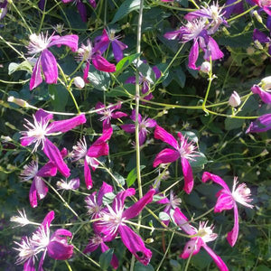 Deciduous foliage of Sweet Summer Love Clematis (Clematis 'Sweet Summer Love') in a garden setting.