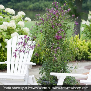 Sweet Summer Love Clematis (Clematis 'Sweet Summer Love') perennial detail, image 6 of 6.