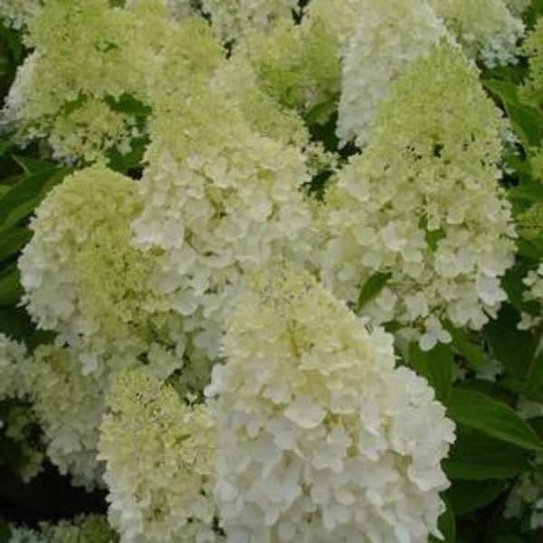 Sweet Summer Panicle Hydrangea - Nature Hills Nursery - #2 Container - 