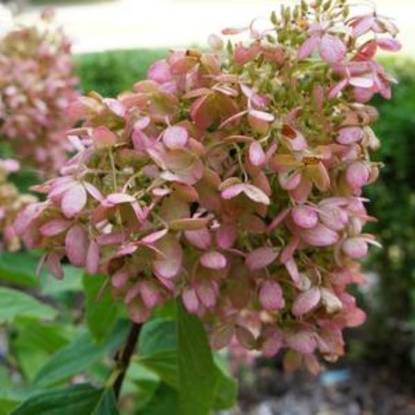 Sweet Summer Panicle Hydrangea - Nature Hills Nursery - #2 Container - 