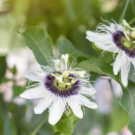 Sweet Sunrise Passion Fruit Vine - Nature Hills Nursery - #5 Container - 