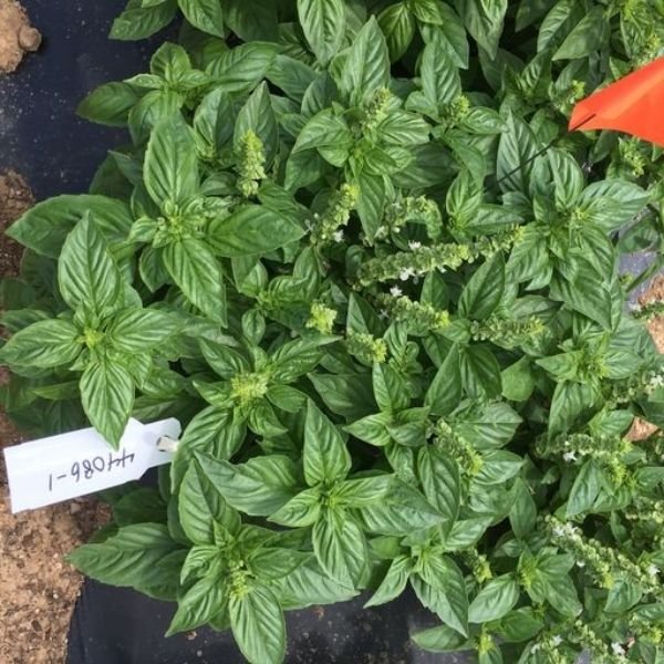 Sweet Survivor Basil - Nature Hills Nursery - Quart Container - 