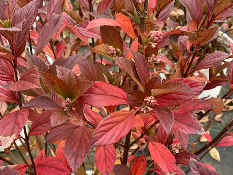 Sweet Talker Fragrant Viburnum shrub, side view