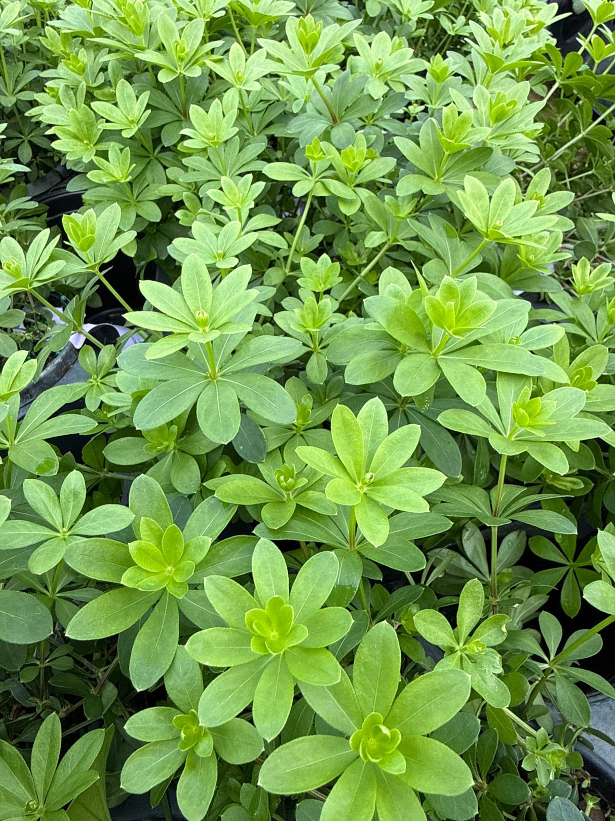 Dense sweet woodruff groundcover displays characteristic bright green whorled leaves in star-like formations across a shaded garden bed.