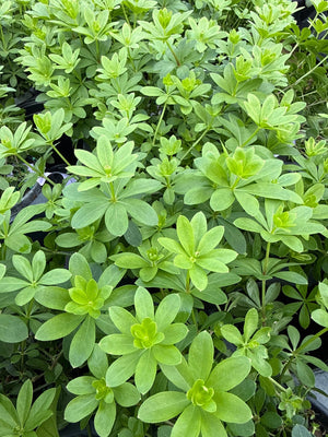 Dense sweet woodruff groundcover displays characteristic bright green whorled leaves in star-like formations across a shaded garden bed.