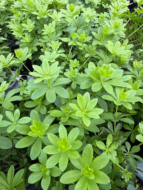 Dense sweet woodruff groundcover displays characteristic bright green whorled leaves in star-like formations across a shaded garden bed.