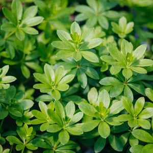Sweet Woodruff ground cover with whorled bright green leaves densely layered in a lush garden setting.