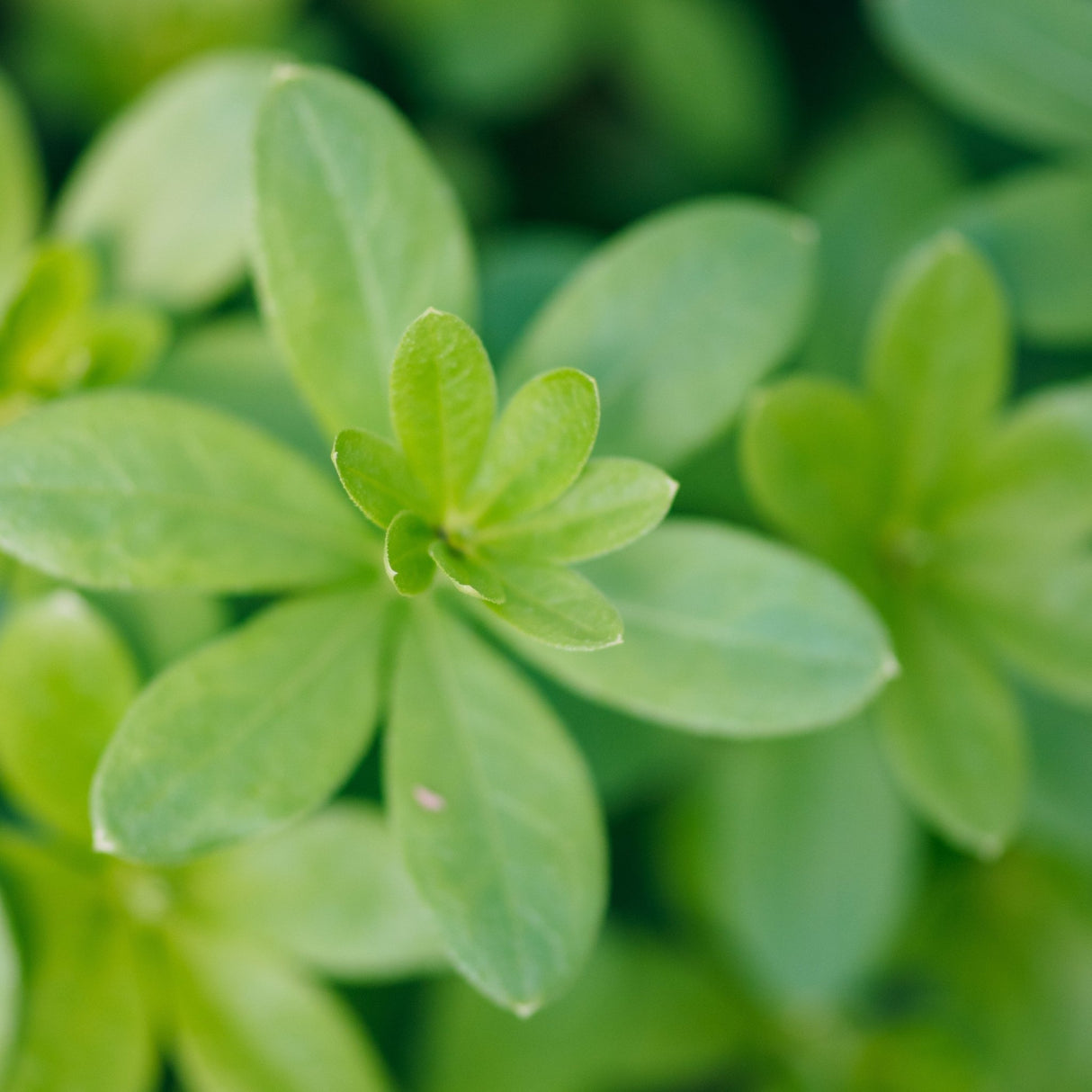 Sweet Woodruff ground cover showing whorled green leaves and fresh new growth emerging from the center.