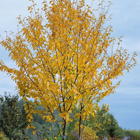 Sweet Birch Full Tree