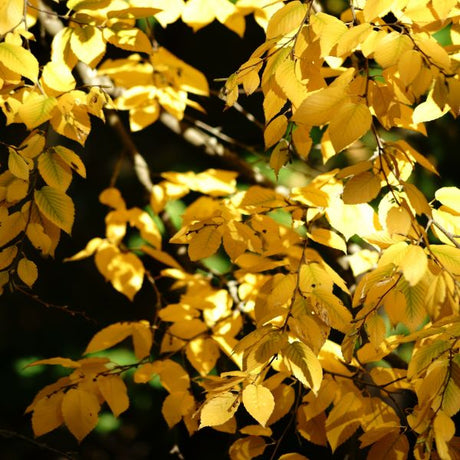 Sweet Birch Close Up