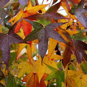 Sweet Gum