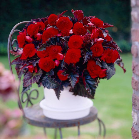 Switzerland Begonia - Annuals - Nature Hills Nursery - 5 Pack Bulbs - 