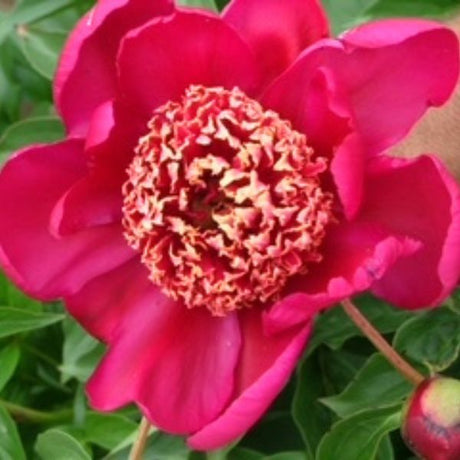 Sword Dance Peony - Nature Hills Nursery - Bareroot - 