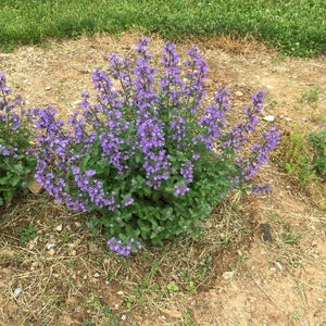 SylvesterBlue Catmint plant covered in vibrant purple blooms growing in a garden border bed.
