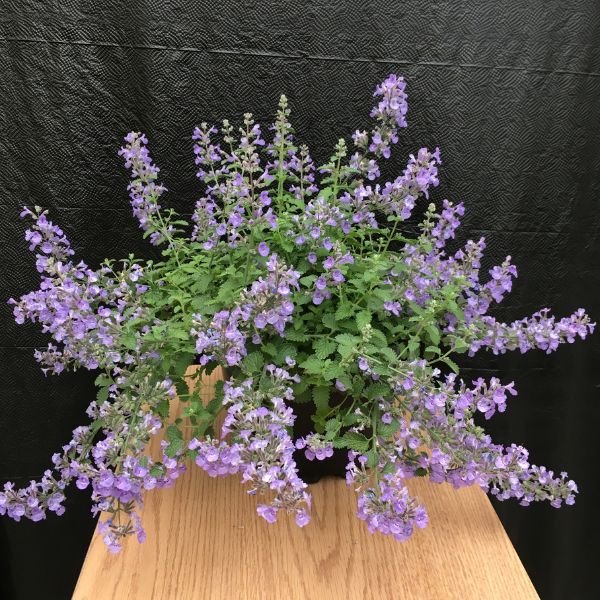 SylvesterBlue Catmint plant covered in lavender-blue flower spikes, spilling over a wooden surface against a dark background.
