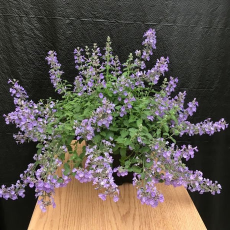 SylvesterBlue Catmint plant covered in lavender-blue flower spikes, spilling over a wooden surface against a dark background.