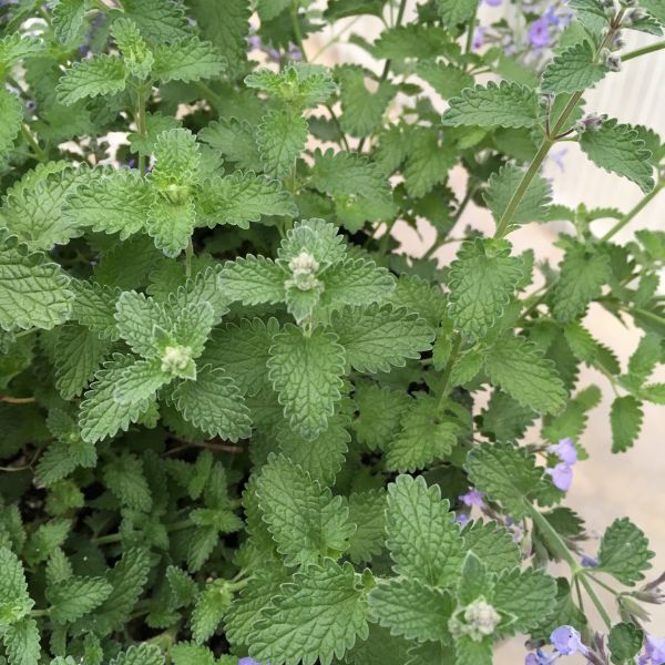Close-up of SylvesterBlue Catmint foliage showing textured, scalloped green leaves with small flower buds forming.