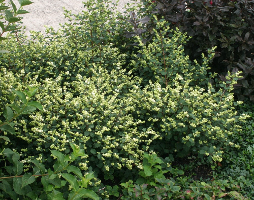 Magical® Avalanche Snowberry