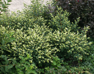 Magical® Avalanche Snowberry