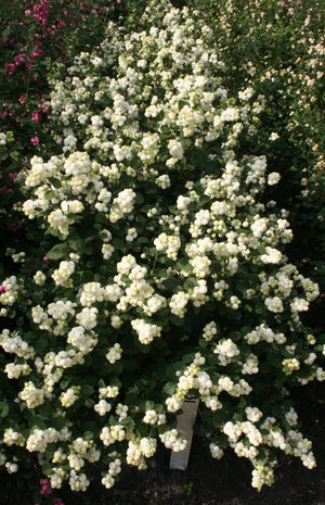 Magical® Avalanche Snowberry