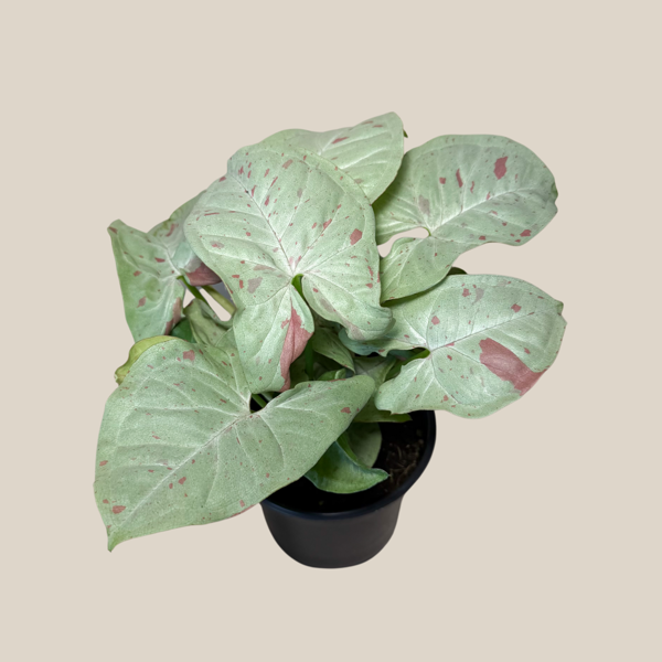 Syngonium Milk Confetti in a 4 inch pot, view 2