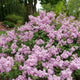 Plants Under $30