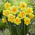 Tahiti Double Daffodil - Nature Hills Nursery - 12 Pack Bulbs - 