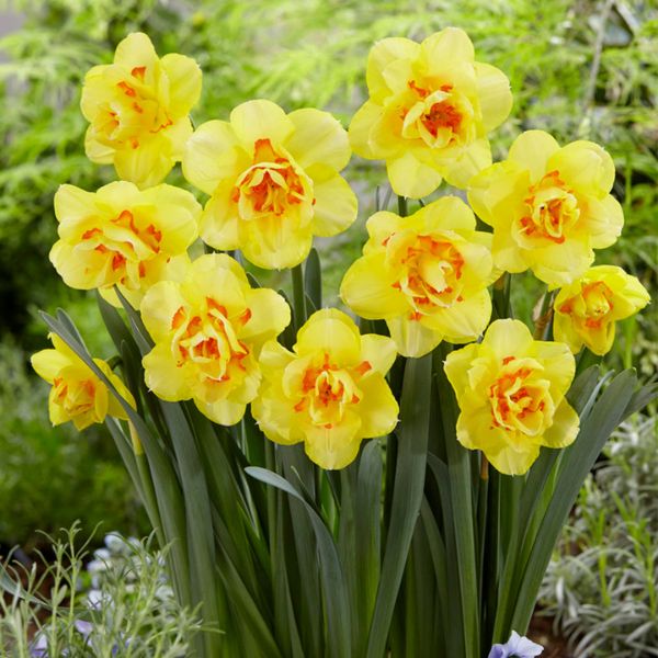 Tahiti Double Daffodil - Bulbs - Nature Hills Nursery - 12 Pack Bulbs - 