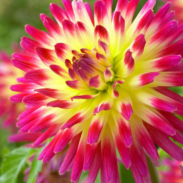 Tahiti Sunrise™ Dahlia - Nature Hills Nursery - 3 Pack Bulbs - 