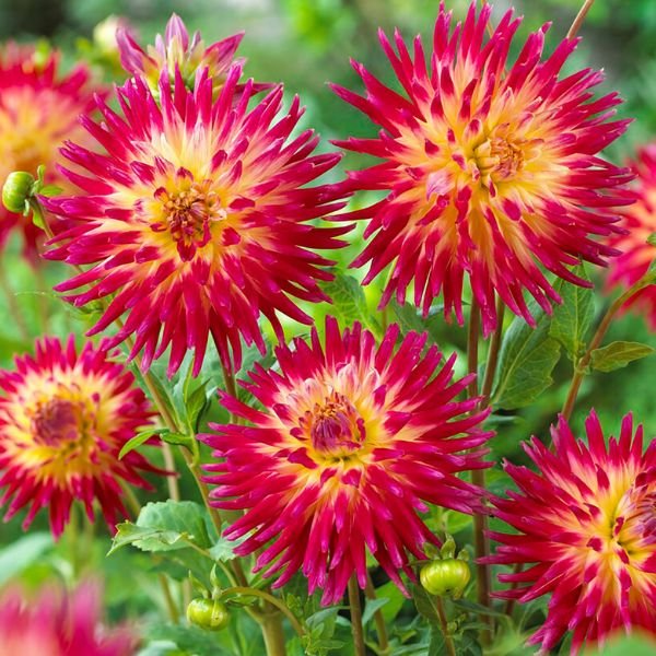 Tahiti Sunrise™ Dahlia - Nature Hills Nursery - 3 Pack Bulbs - 