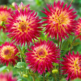 Tahiti Sunrise™ Dahlia - Nature Hills Nursery - 3 Pack Bulbs - 