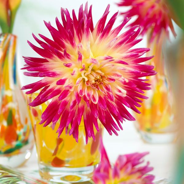 Tahiti Sunrise™ Dahlia - Nature Hills Nursery - 3 Pack Bulbs - 