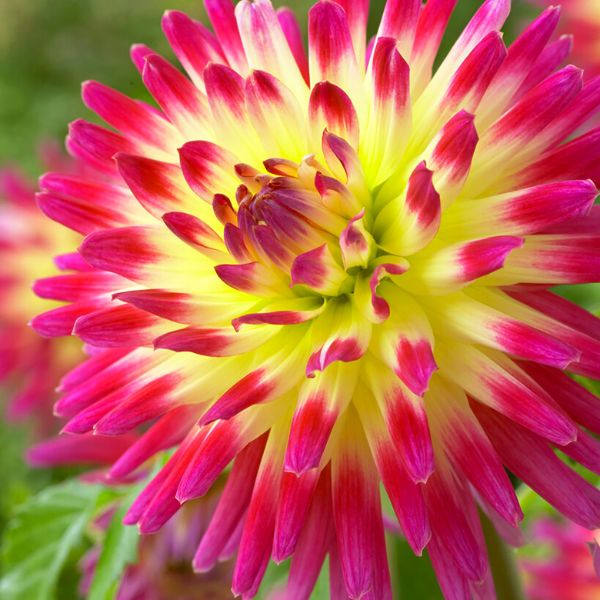 Tahiti Sunrise Dahlia Blooms Upclose