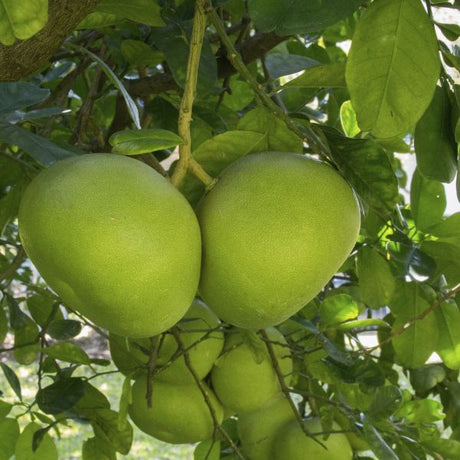 Tahitian Pummelo Tree Fruit