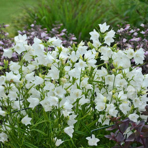 Takion White Peachleaf Bellflower - Nature Hills Nursery - #1 Container - 